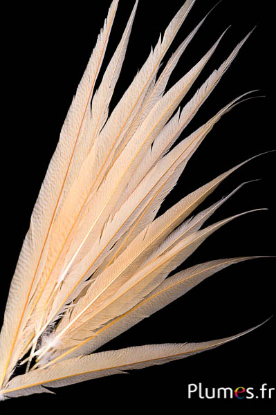 Goudfazant - gebleekt - 65-75 cm - crème